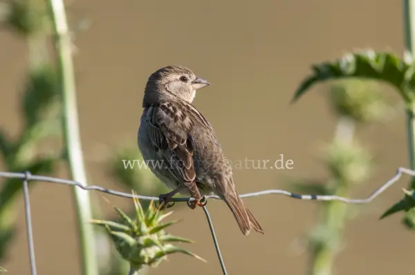 Fokus-Natur Bild