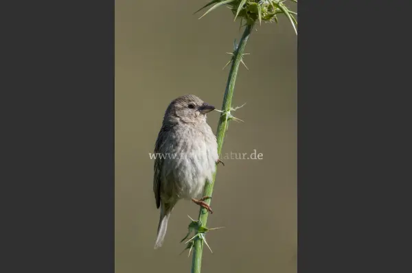 Fokus-Natur Bild
