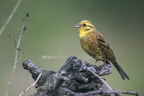 Fokus-Natur Bild