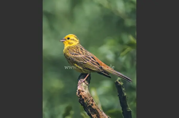 Fokus-Natur Bild