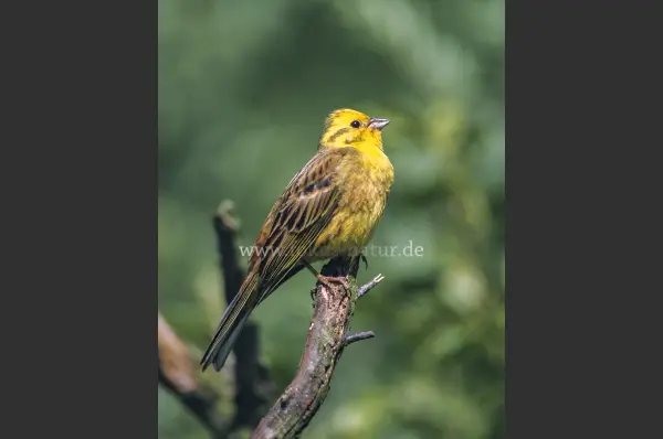 Fokus-Natur Bild