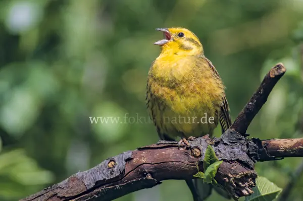 Fokus-Natur Bild