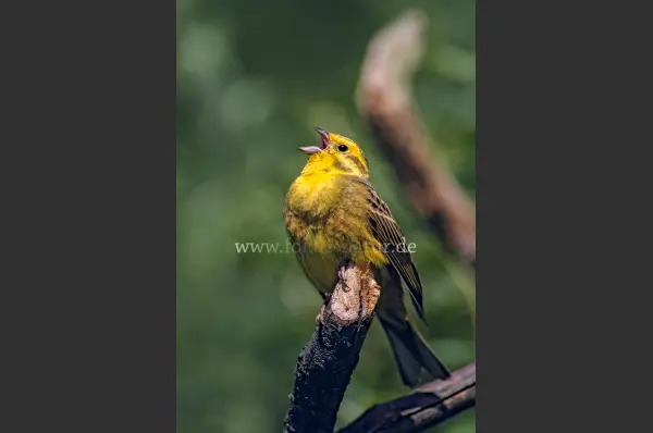 Fokus-Natur Bild