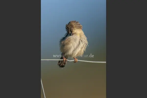 Fokus-Natur Bild