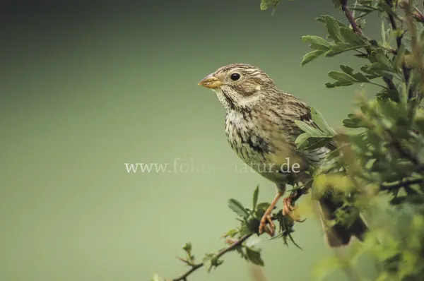 Fokus-Natur Bild