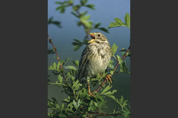 Fokus-Natur Bild