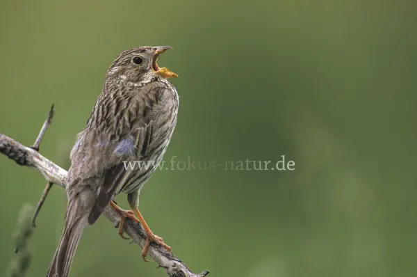 Fokus-Natur Bild