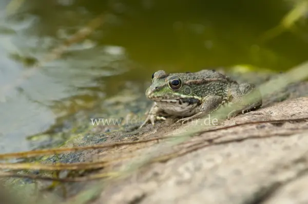Fokus-Natur Bild