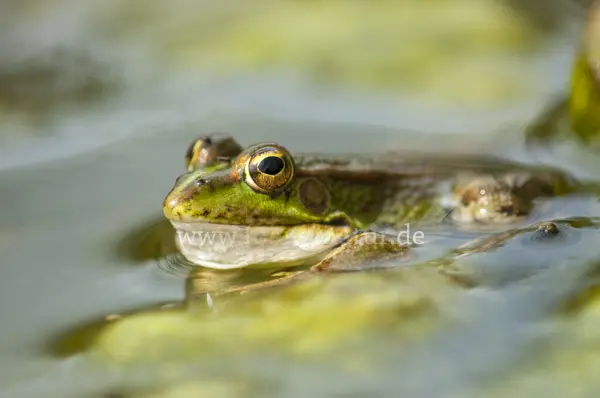 Fokus-Natur Bild