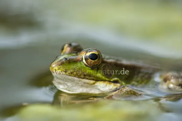 Fokus-Natur Bild
