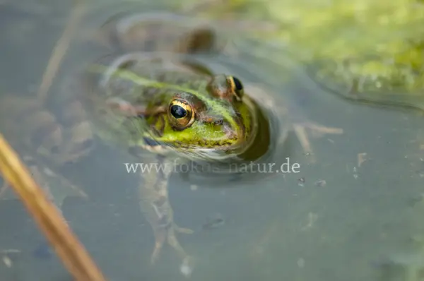 Fokus-Natur Bild