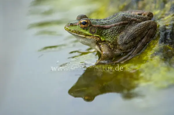 Fokus-Natur Bild