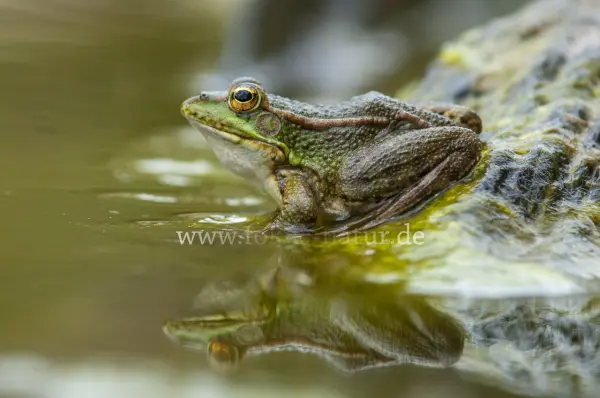 Fokus-Natur Bild