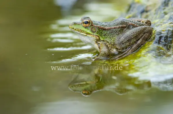 Fokus-Natur Bild