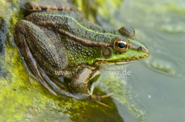 Fokus-Natur Bild