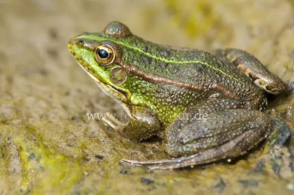 Fokus-Natur Bild