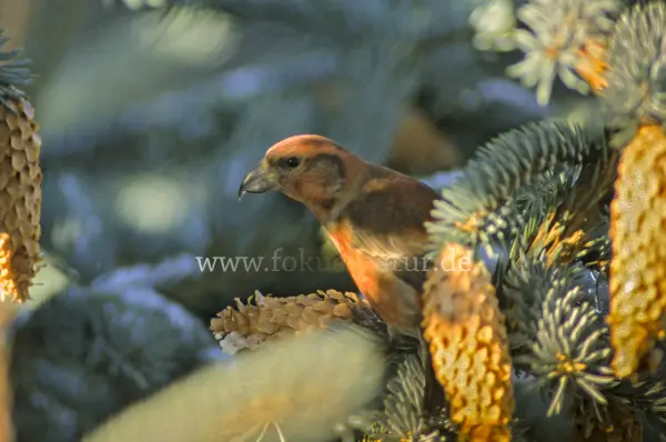 Fokus-Natur Bild