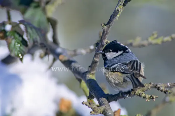 Fokus-Natur Bild