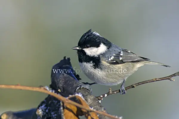 Fokus-Natur Bild