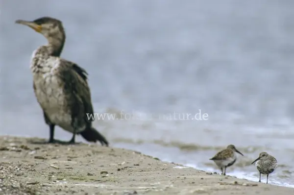 Fokus-Natur Bild