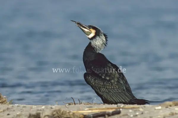 Fokus-Natur Bild
