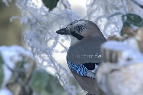 Fokus-Natur Bild