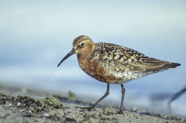 Fokus-Natur Bild