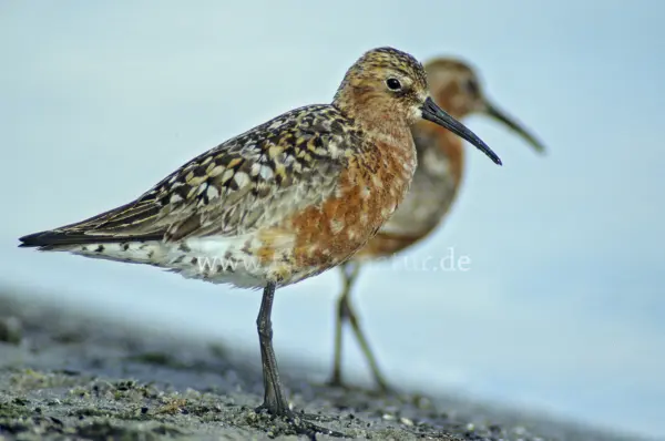Fokus-Natur Bild