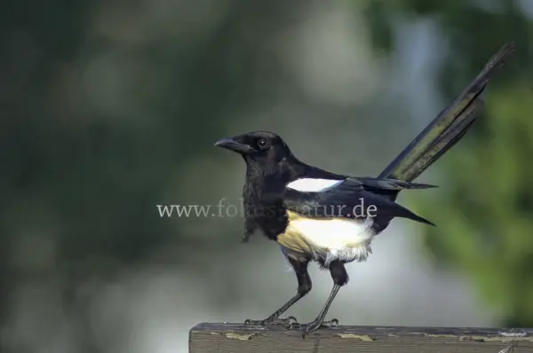 Fokus-Natur Bild