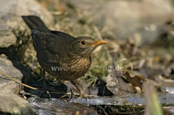 Fokus-Natur Bild