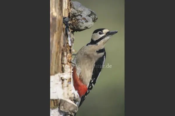 Fokus-Natur Bild