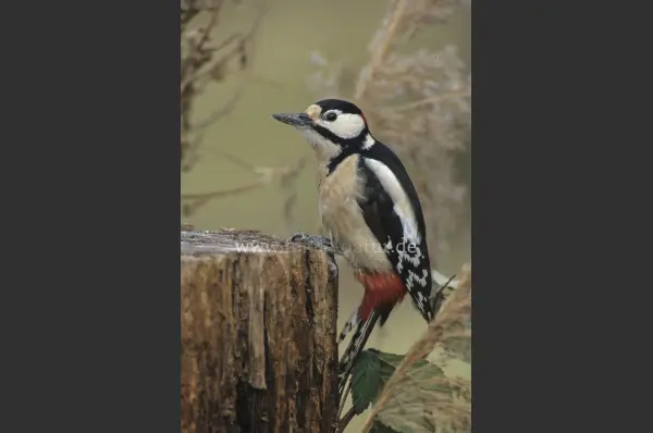 Fokus-Natur Bild
