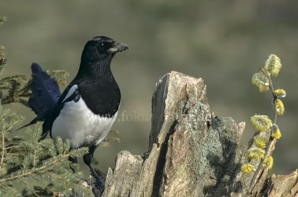 Fokus-Natur Bild