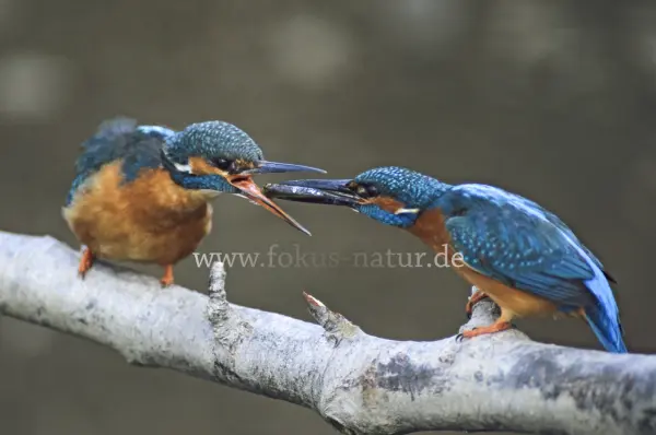 Fokus-Natur Bild