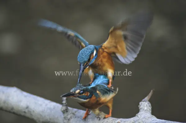 Fokus-Natur Bild