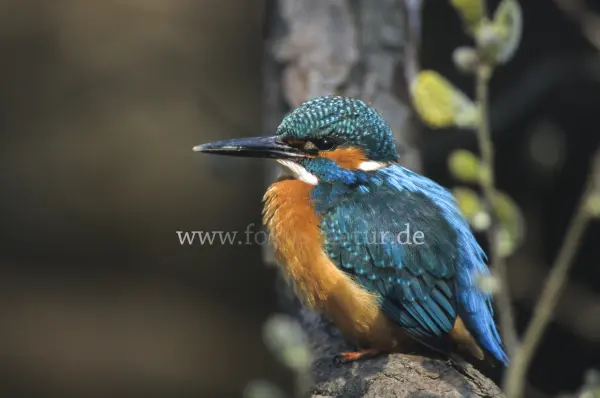 Fokus-Natur Bild