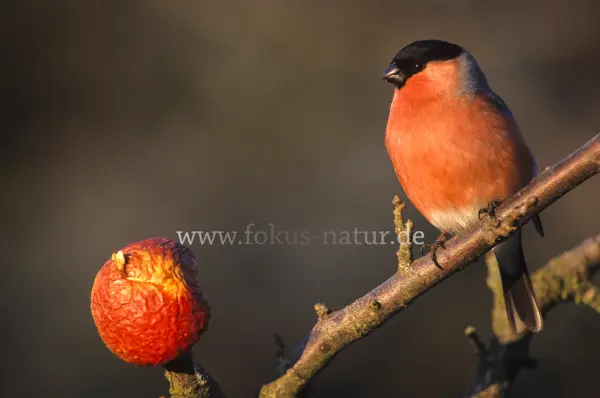 Fokus-Natur Bild
