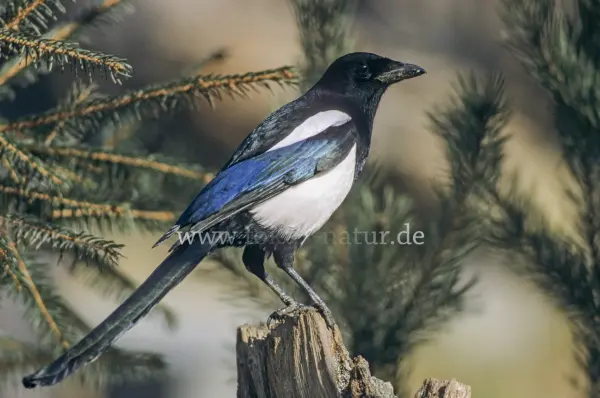 Fokus-Natur Bild