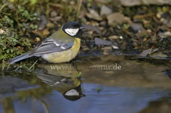 Fokus-Natur Bild