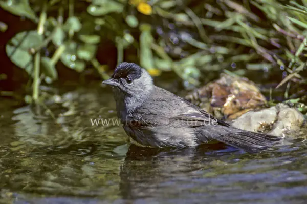 Fokus-Natur Bild