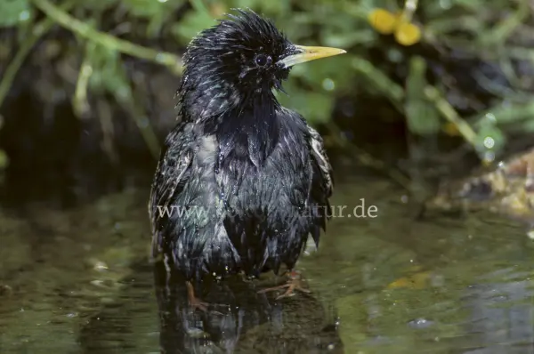 Fokus-Natur Bild