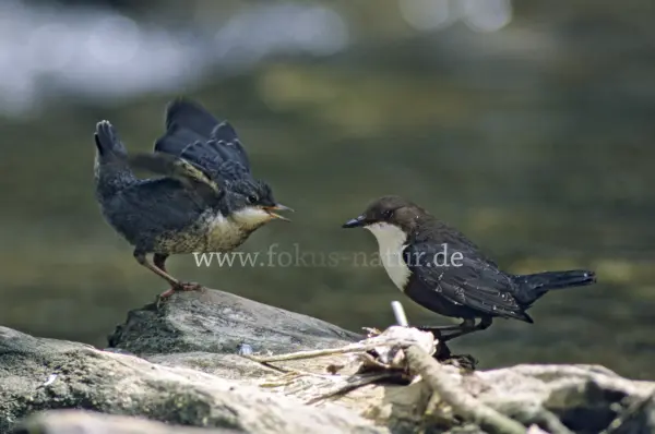 Fokus-Natur Bild
