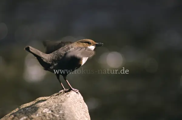 Fokus-Natur Bild