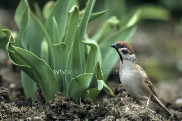Fokus-Natur Bild