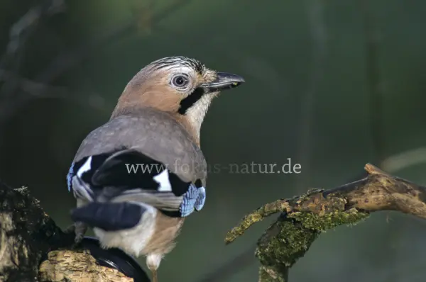 Fokus-Natur Bild