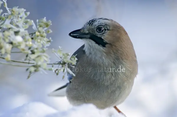 Fokus-Natur Bild