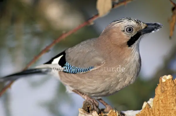 Fokus-Natur Bild