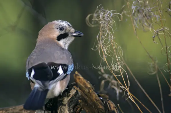 Fokus-Natur Bild