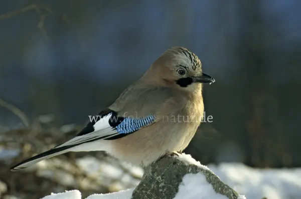 Fokus-Natur Bild
