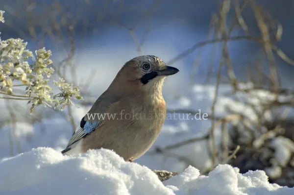 Fokus-Natur Bild